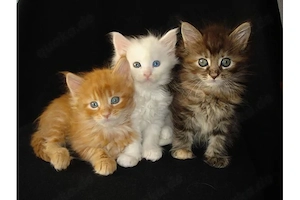 hübsche Reinrassige Main coon kitten