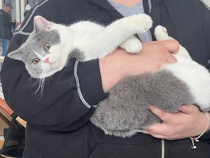 deckkater Britisch Kurzhaar blaue bicolour Cinnamon Träger