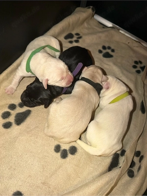 goldador welpen suchen zuhause 