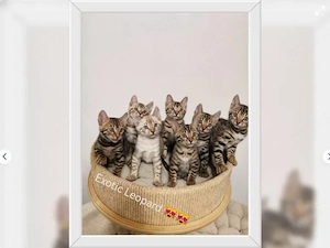 3 wunderschöne Bengalkitten