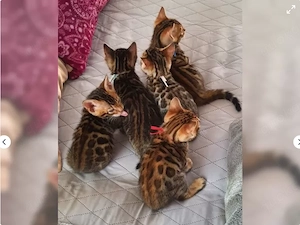 3 wunderschöne Bengalkitten