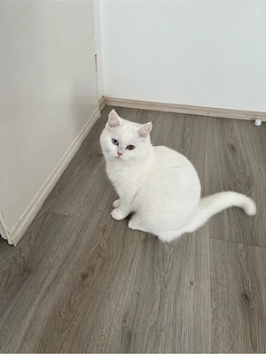 prinz sucht ein neues zuhause