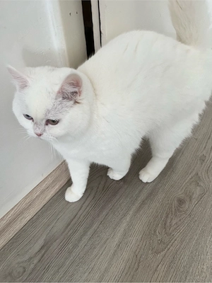 Bkh Kurz Haar Bild 2