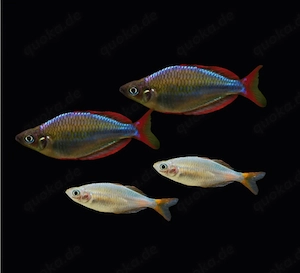 Diamant Regenbogenfisch Melanotaenia praecox