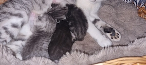 Kleine  Kuschelmonster!