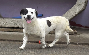 Zuhause gesucht für Louisa