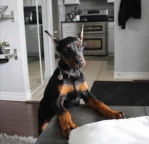 Wunderschöne Dobermann Welpen   Gesund, verspielt & bereit für ihr neues Zuhause   