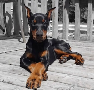 Wunderschöne Dobermann Welpen   Gesund, verspielt & bereit für ihr neues Zuhause   