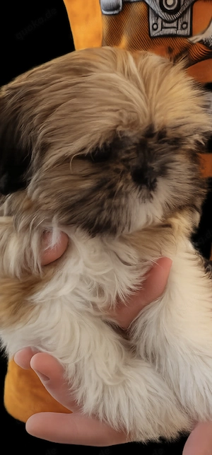 Shih-tzu Welpen 