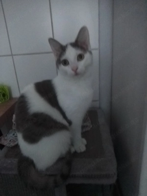 Süßes Katzenmädchen 