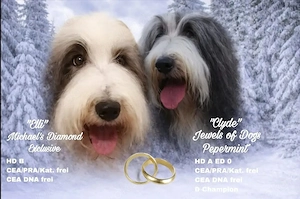 Bearded Collie Welpen suchen liebevolle Familien