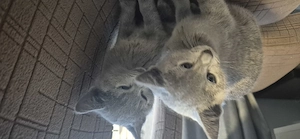 Süße Babykatzen suchen ein liebevolles Zuhause 