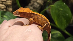 Tangerine Kronengecko 0.0.1 Poss. Weibchen