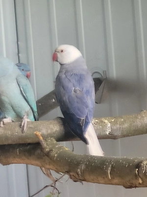 halsbandsittich wkws hahn