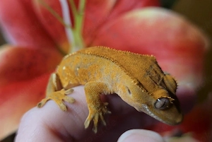 Kronengecko Tangerine 0.0.1 poss. Männchen