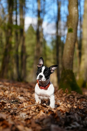 Alternative französische Bulldogge Mädel 4 Monate 