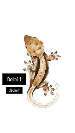 Kronengecko Nachwuchs Abzugeben