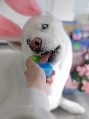 Wunderschöne Husky-Welpen, 4917668441254