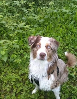 Australien shepherdt Gesucht