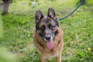 *GIBSY* ist nett, aktiv und schätzt die Nähe von Menschen 