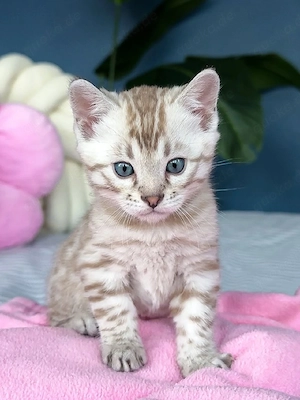 reinrassige männliche und weibliche Bengal-Kätzchen
