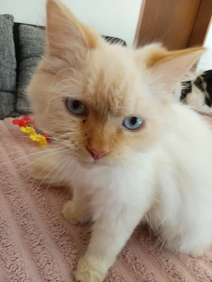  2 Wunderschöne Blue Point Kater