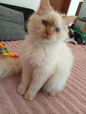  2 Wunderschöne Blue Point Kater Bild 4