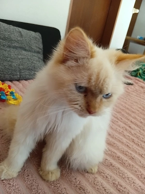  2 Wunderschöne Blue Point Kater Bild 2