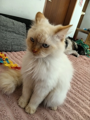  2 Wunderschöne Blue Point Kater Bild 3