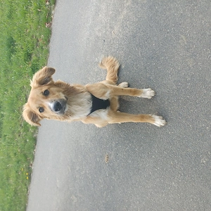 Border Collie Mix, 6 Monate