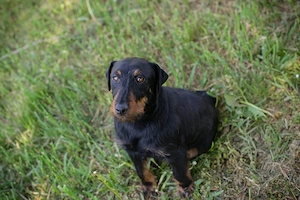 Terrier Chip 254623 - die Menschen sollten sich in der Seele dieser Hunderasse etwas auskennen