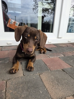 Zwergdackel Mädchen Lou sucht ein neues Zuhause 