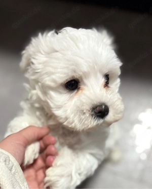 maltipoo welpe rüde 