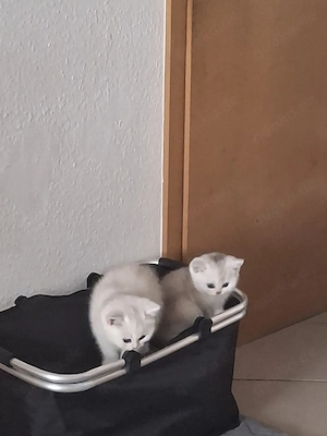 Zwei bkh katzen zum verkaufen