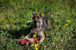 Chip 257991 - ein lebensfroher und neugieriger Welpe