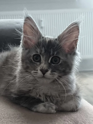 Traumhaft schönes Maine-Coon Mädchen mit Top-Abstammung   ein echter Blickfang   