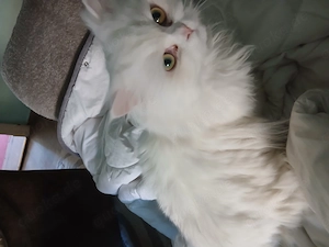 Hübsche katze sucht ein neues ,dauerhaftes zuhause