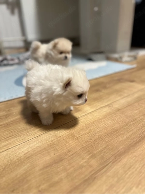 Pomeranian (Zwergspitz)