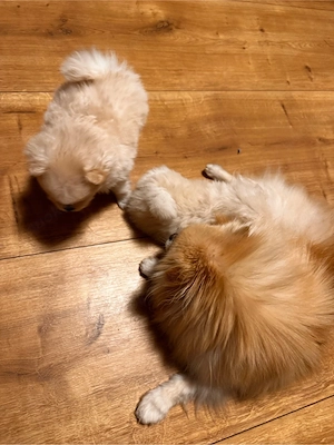 Pomeranian (Zwergspitz) Bild 5