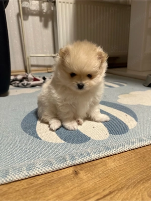 Pomeranian (Zwergspitz) Bild 4