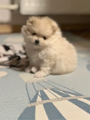 Pomeranian (Zwergspitz) Bild 2