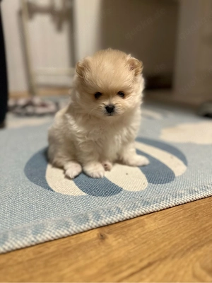 Pomeranian (Zwergspitz) Bild 3