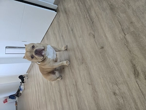 Amerikanische Poket-Bully 34 cm