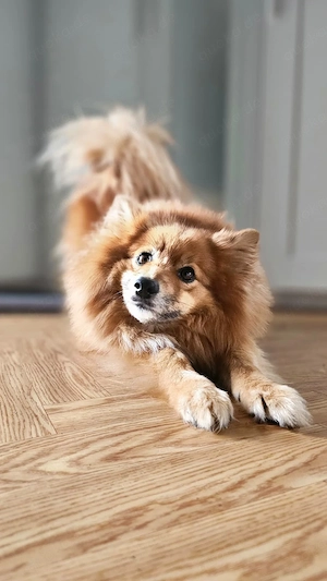 *SIMBO* Dieses menschenbezogene Energiebündel braucht konsequente Erziehung und Beschäftigung