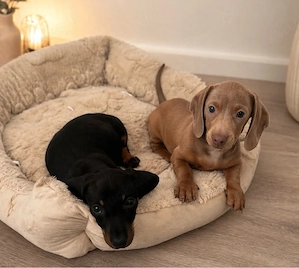 Zwergdackel in wunderschönen Farben