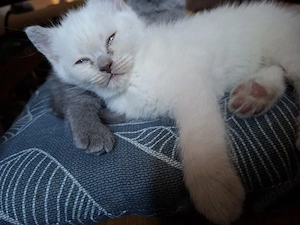 Zuckersüß Bkh kitten