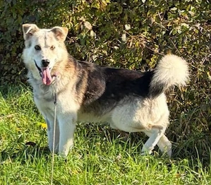 Husky Schäferhund Rüde 5j 55cm 22kg  Anfängerhund kinderlieb 