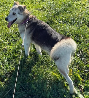 Husky Schäferhund Rüde 5j 55cm 22kg  Anfängerhund kinderlieb 