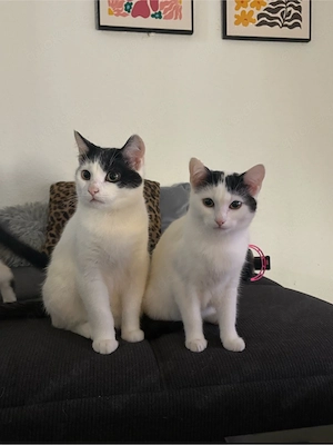katzen Geschwister suchen ein Zuhause