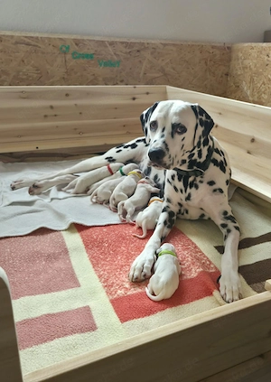 Dalmatiner Welpen sind da!